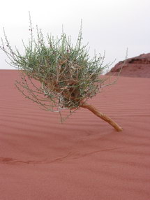 W&uuml;stenstrauch mit Spuren im Sand