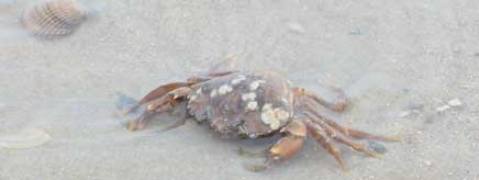 Krabbe