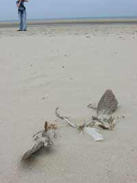 Vogelreste am Strand